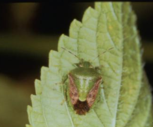 갈색날개노린재