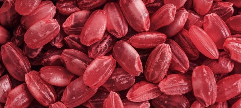 빨간색의-홍국-사진입니다.