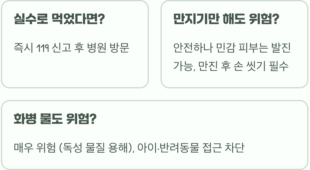 은방울꽃 붉은 열매, 절대 먹으면 안 되는 이유와 독성 정보
