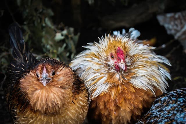 닭이 꿈을 꾼다고? 조류 수면의 과학적 비밀