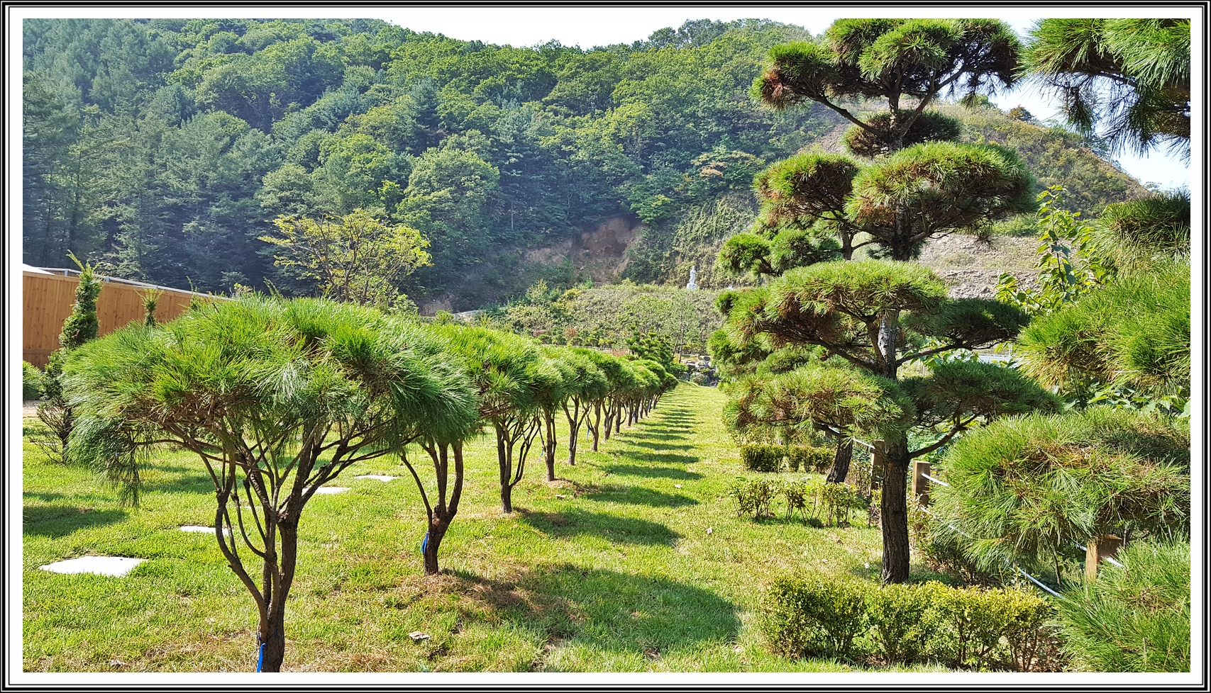 가족수목장