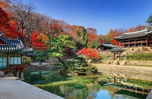 창덕궁후원 단풍