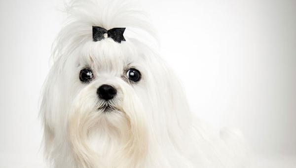 말티즈 분양 수명 성격