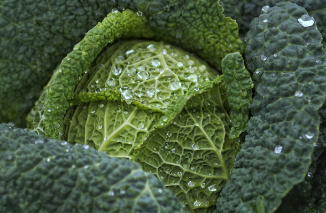 절임배추20kg 몇포기