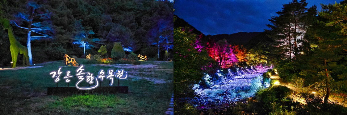 감성 가득한 야간개장, 낮과 다른 숲의 매력