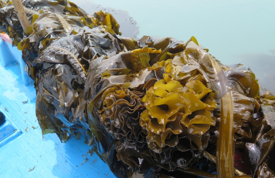 Seaweed