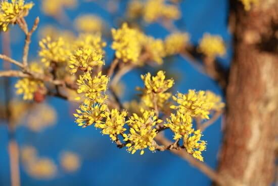 구례 산수유꽃축제