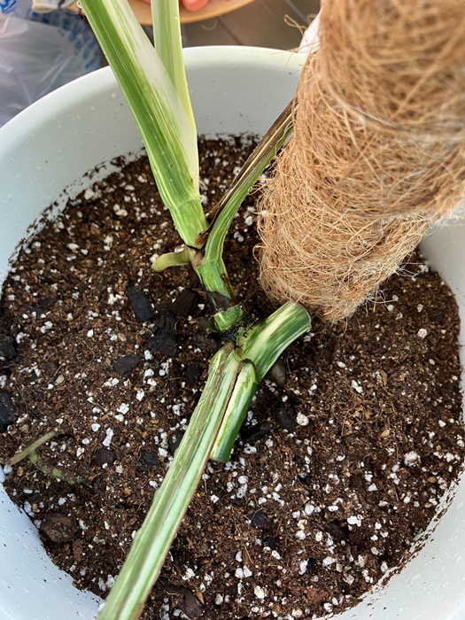 벌브를 흙 위에 노출한 채 마무리된 식재