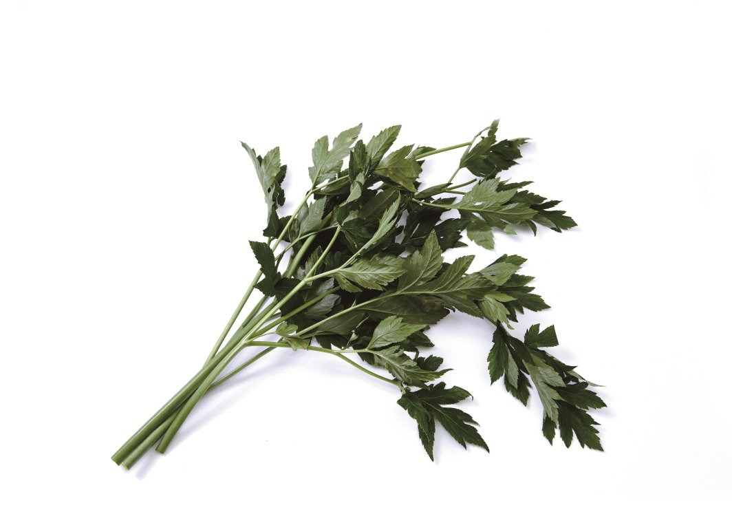 신선초 나물 효능부터 부작용, 안전한 먹는 법까지 한눈에 정리