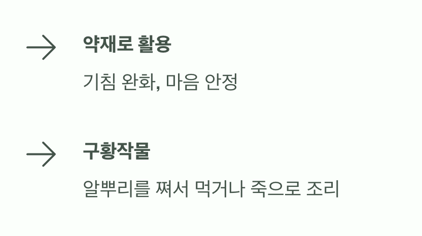 약으로도&amp;#44; 음식으로도 쓰인 지혜