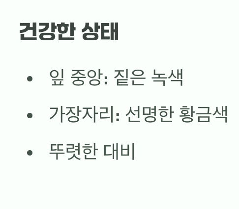 이름의 함정&amp;#44; 건강한 &amp;#39;황금빛&amp;#39; vs 아픈 &amp;#39;노란빛&amp;#39;