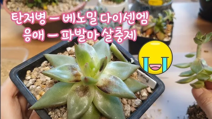 화분 응애 방제 초기발견 잎뒷면확인 샤워식세척 비누물활용 팁_6