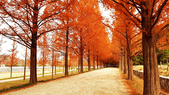 담양메타세콰이아