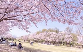 벚꽃 명소 관련 사진