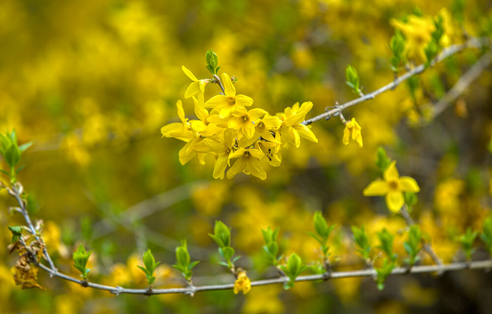 분당중앙공원 벚꽃 - 6