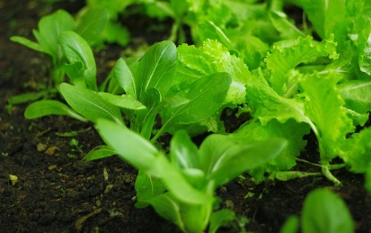 농지연금 지급방식 적용금리 및 지급정지사유