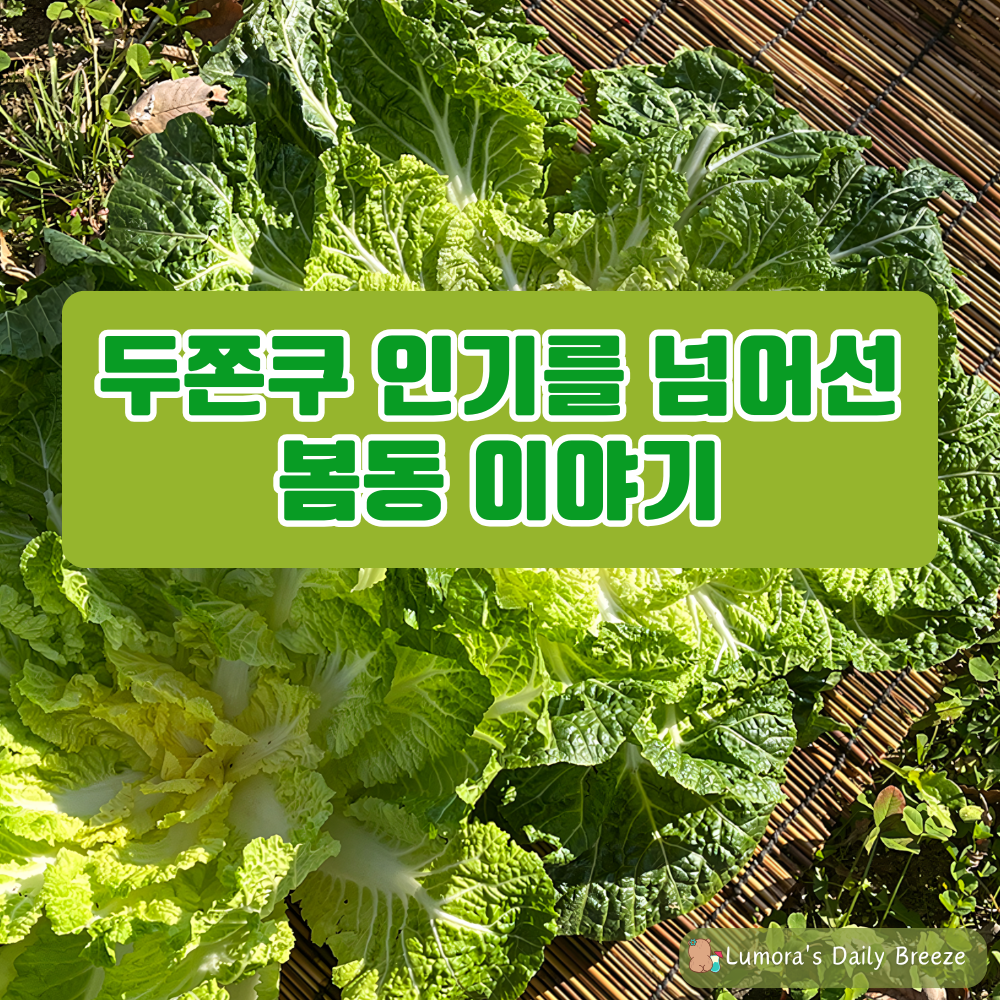 한국에서 핫한 두쫀쿠 인기를 넘어선 봄동을 소개. 효능, 궁합식재료, 봄동을 활용한 요리 3가지 소개하는 포스팅의 썸네일 이미지입니다.