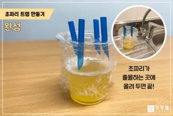 파리 퇴치 초파리 트랩 식초와 세제 과일 제거_18