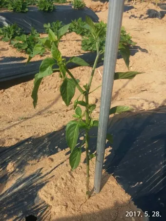 파프리카 재배 모종 선택 하우스 관리 착색 높이는법_9