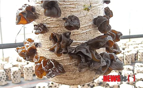 목이버섯 재배 원목 재배 수분 관리 위생 관리_5