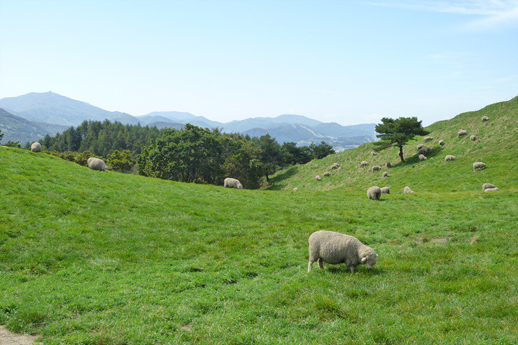 평창 양떼목장