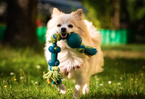 포메라니안/출처:어도비스톡