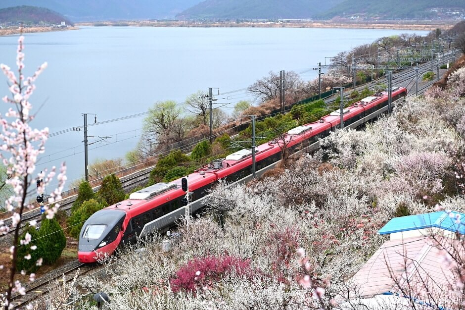 2023 양산 매화 축제