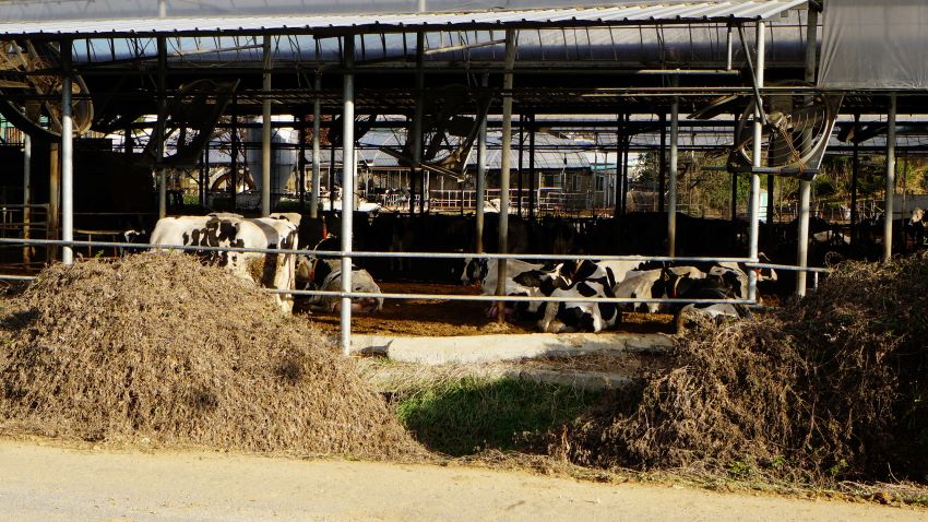 얼룩소 농원에 보이는 얼룩소 몇 마리