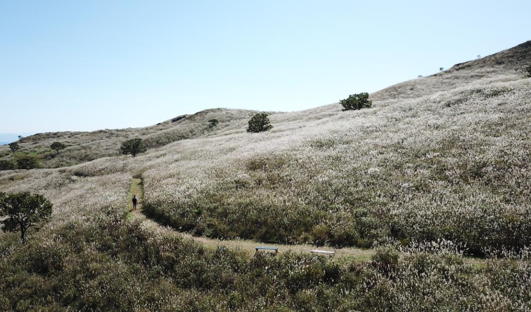 2025 황매산 억새축제 일정