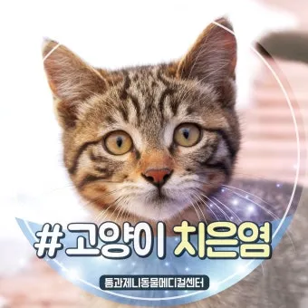 고양이치주염 증상 진단 치료 및 예방법_20