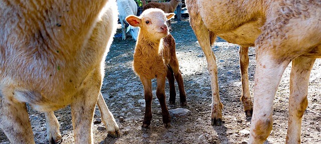 뱀띠 남자와 잘맞는 띠,뱀띠남자의 띠궁합(6)