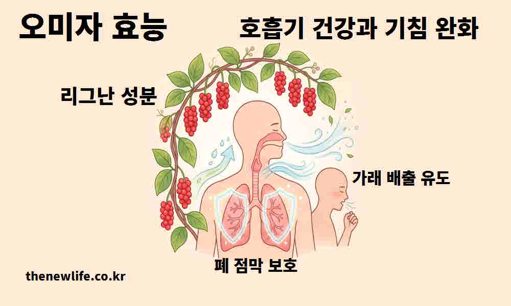 오미자 효능 호흡기 건강 기침 완화