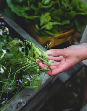 체질별 방풍나물 섭취 가이드: 태음인에게는 보약&amp;#44; 소양인에게는 주의