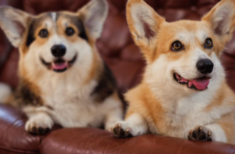 꼬리를 자르는 코기와 자르지 않는 코기