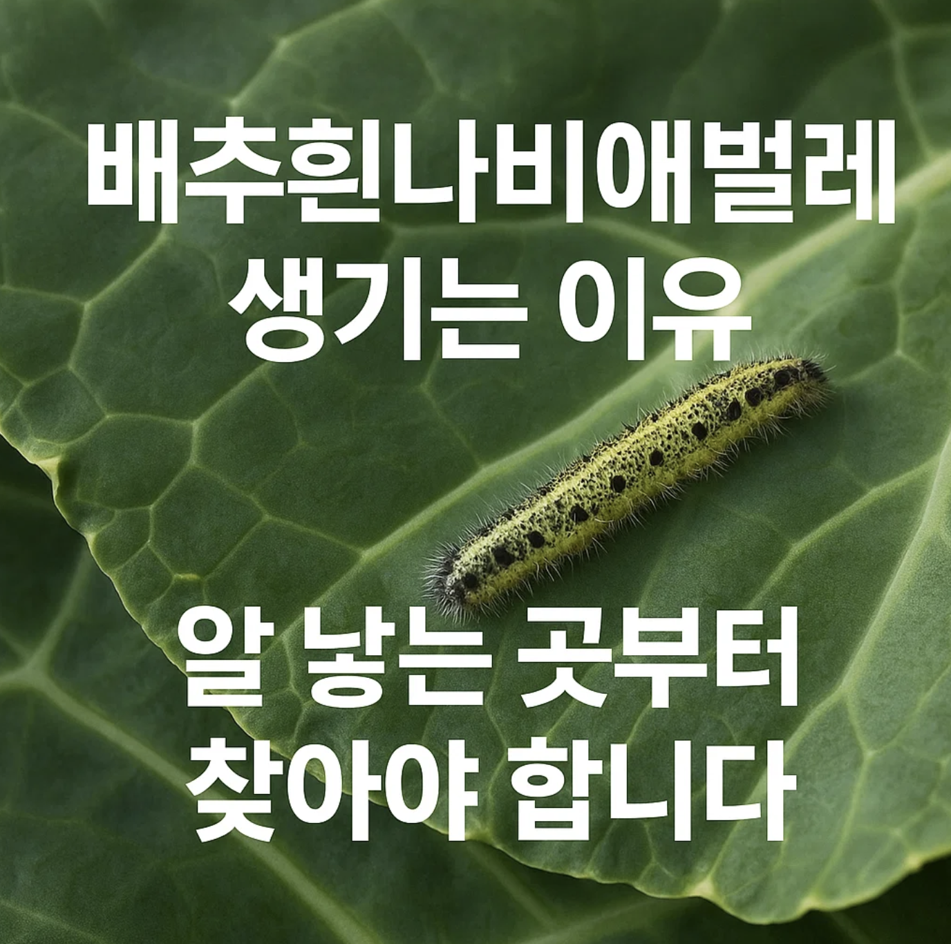 배추흰나비애벌레 생기는 이유, 알 낳는 곳부터 찾아야 합니다