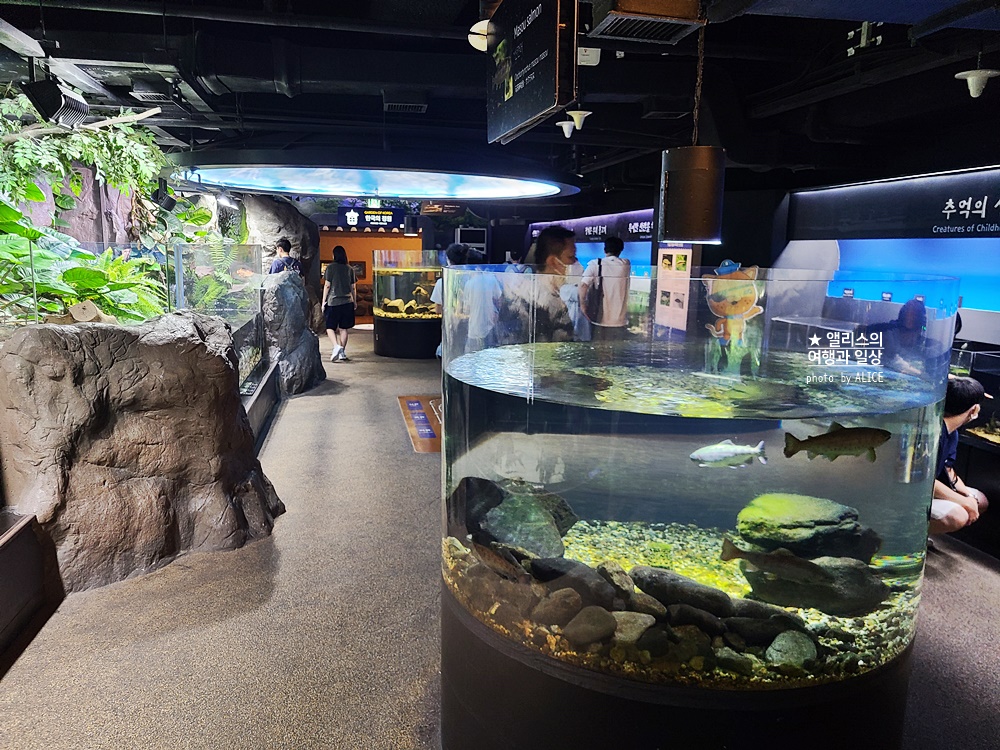 코엑스 아쿠아리움 입장권 할인예약 방법, 대중교통 가는 방법, 참물범 펭귄 비버 상어 보러가자!