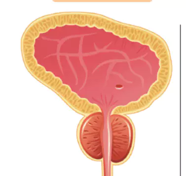 베타-시토스테롤-효능-부작용-건강