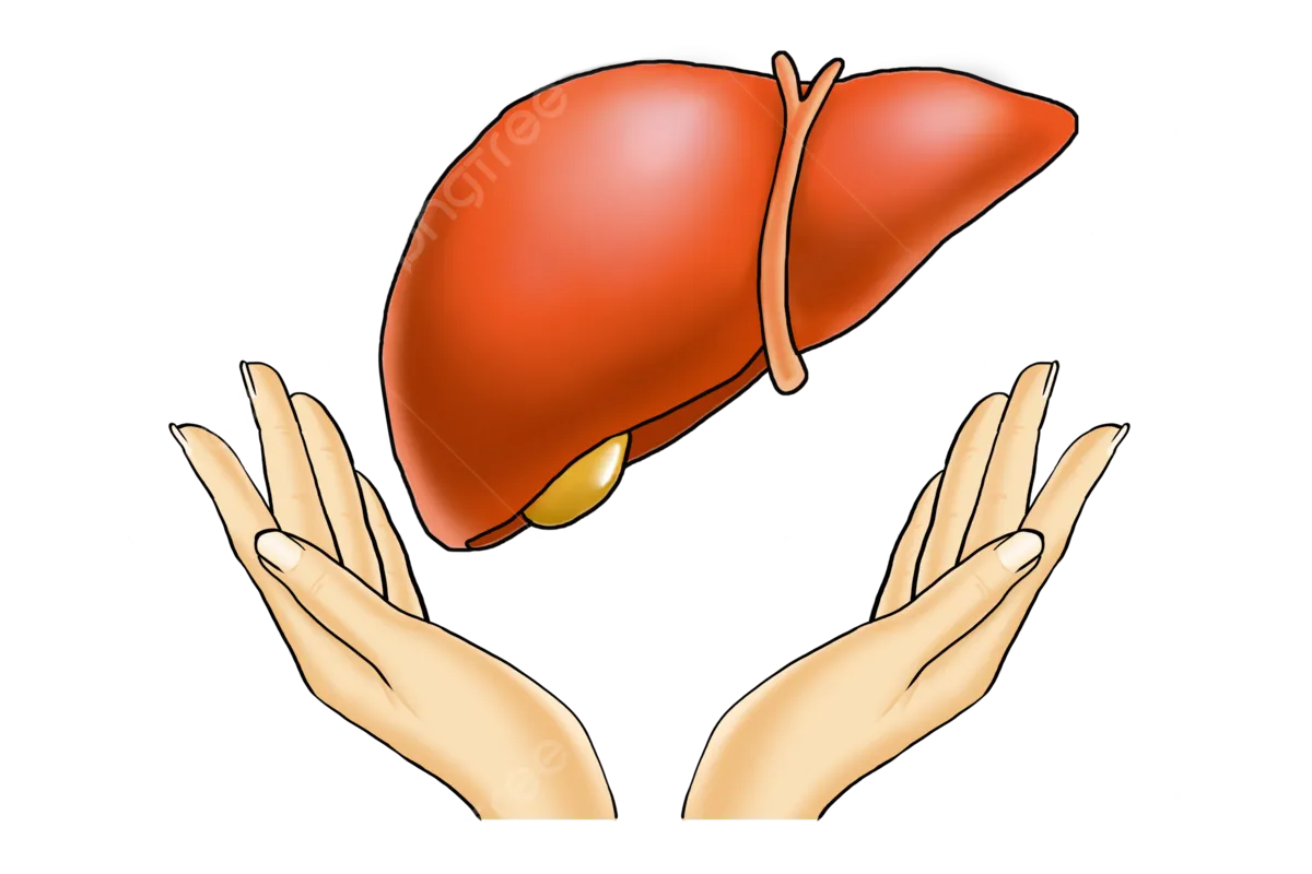 만성 피로는 간 건강 체크리스트로 확인
