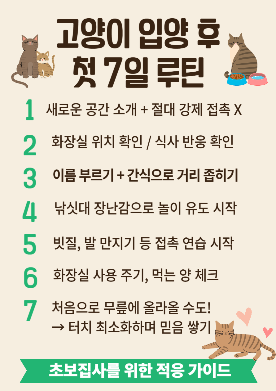 고양이입양2