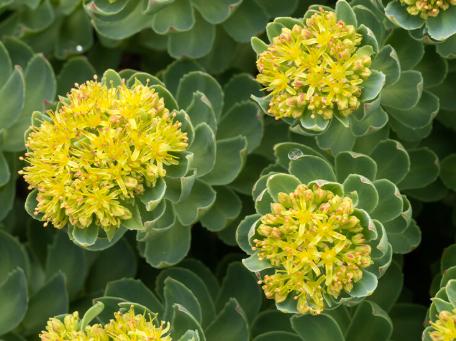 로디올라를 올바르게 섭취하는 방법