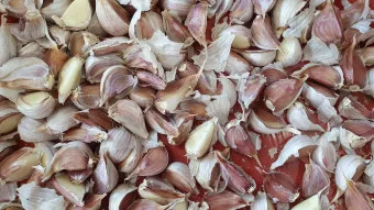 남부지방 마늘심는시기 핵심 가이드_6