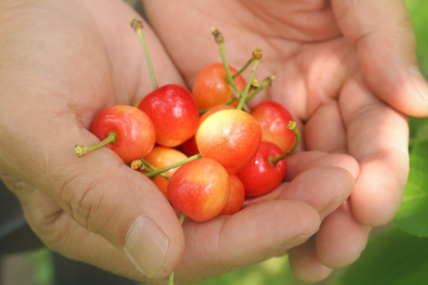 앵두란 어떤 과일인가요?