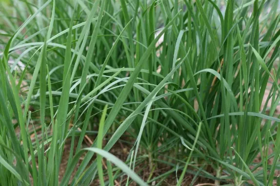 부추 재배 포기 나누기 덧비료 수확 반복_2