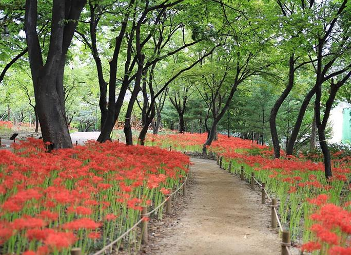 커플 감성 여행: 꽃무릇, 대구 그린웨이, 사진명소