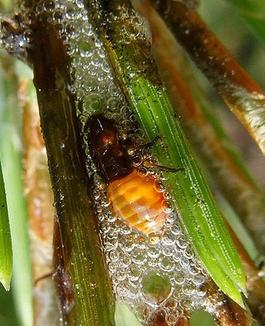 솔거품벌레 약충