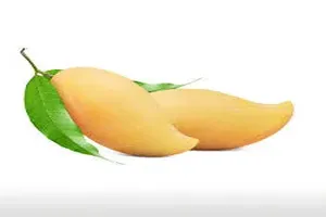 망고
