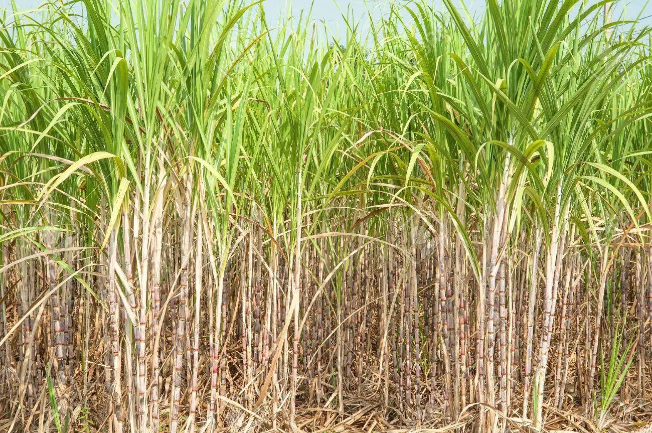 폴리코사놀 효능 부작용 (3주 섭취 후기)