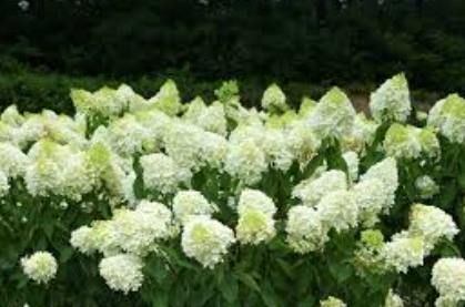 강원권 수국명소 추천 7곳, 여름 여행지로 꼭 가봐야 할 인생샷 스폿 총정리