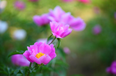 합천 핫들생태공원 작약꽃 축제