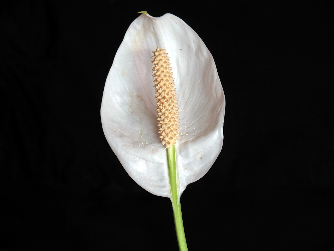 스파티필름의 하얀 꽃 모습